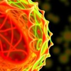 single-cell-screens-reveal-ebola-infection-regulators