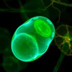 agomelatine-restores-mitochondria,-rescues-oocyte-meiosis