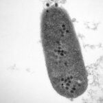 antimicrobial-resistance-strategies-may-be-informed-by-bacteria’s-kiwa-phage-defense-system