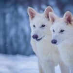 ancient-dna,-dire-wolves,-and-de-extinction
