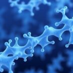 peptidoglycan-links-prevent-lysis-in-gram-negative-bacteria