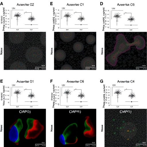 p16-positive-senescent-cells-drive-dkd-via-metabolic-dysfunction