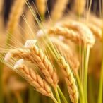 can-specific-fungi-enhance-the-micronutrient-levels-in-bread-wheat?