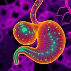 hippo-pathway-regulates-pancreatic-tissue-balance