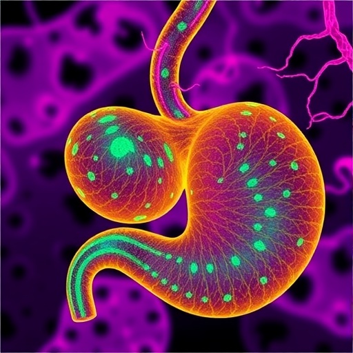hippo-pathway-regulates-pancreatic-tissue-balance