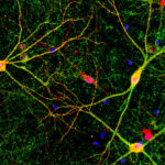 reading-the-masterminds-of-the-human-body