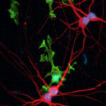 designer-stem-cells-power-new-r&d-assay-systems