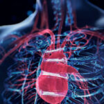 gene-therapy-companies-set-sights-on-cardiovascular-disease
