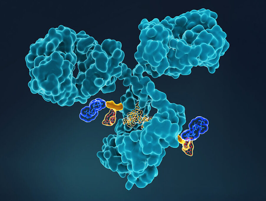 making-new-connections:-antibody-drug-conjugates-target-cancer