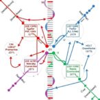 beyond-inversions:-genome-evolution-through-translocations-and-fusions