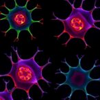 dental-stem-cells-differentiate-on-biodentine-nanofibers