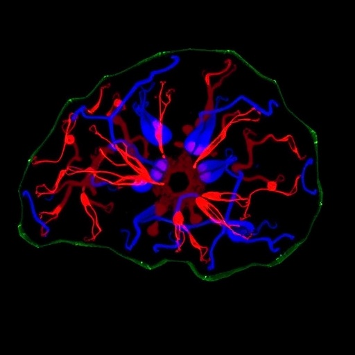 astrocyte-fate-in-mouse-septum-driven-by-origins,-signals