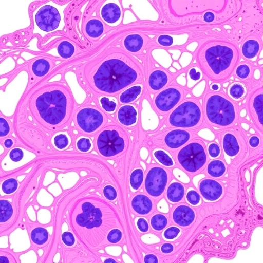 predicting-hidden-cervical-cancer-via-cytology,-ecc