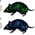 timed-progenitor-competence-guides-mouse-gaba-neuron-maturation