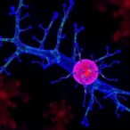 ephrin-b3-fuels-tumor-growth-and-inflammation