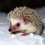 new-insights-on-northern-white-breasted-hedgehog-parasites