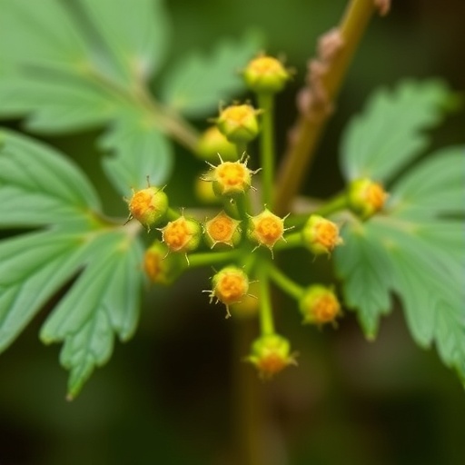 new-calyptospora-species-causes-liver-disease-in-bagre