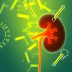 hypothermia-boosts-kidney-fat-transporter,-causing-lipid-build-up