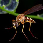 bacterial-diversity-across-developmental-stages-of-anopheles-subpictus