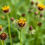 nigella-sativa-nanoparticles:-fighting-bacteria,-oxidants,-and-mosquitoes