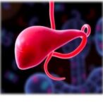 liver-autophagy-in-schistosoma-infection-and-treatment