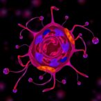 e3-ligases,-deubiquitinases-control-pd-l1-in-rcc