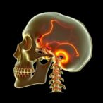 age-related-skull-changes-affect-sex-estimation-accuracy
