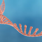 rna-splicing-mechanism-opens-path-to-treat-diabetes