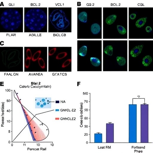 c-phycocyanin-impacts-gli1,-bcl-2-in-gastric-cancer