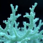 borrelidin-m:-new-antibacterial-agent-from-streptomyces