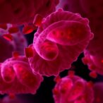h.-pylori-reduces-mir-223-in-neutrophils