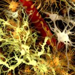 microglia-replacement-strategy-mitigates-rare-neurodegenerative-disease-in-mice