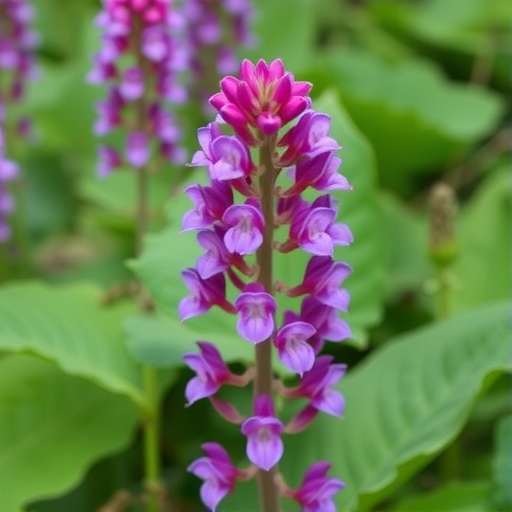 microbial-diversity-boosts-active-compounds-in-salvia-miltiorrhiza