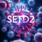 exploring-setd2:-unlocking-new-horizons-in-immune-cell-function-and-disease-treatment