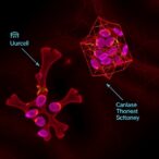 bendamustine-triggers-er-stress-apoptosis-in-breast-cancer