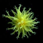 streptomyces-employs-dual-cell-wall-growth-modes