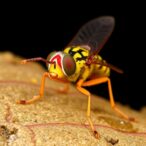 new-insights-into-phlebotomus-papatasi-sand-fly-proteome