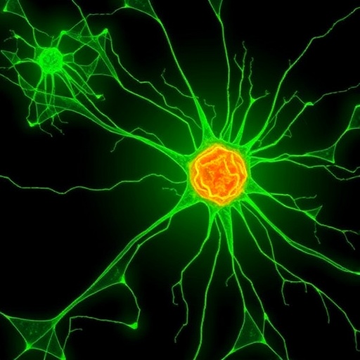 unraveling-the-nuclear-phosphoinositide-p53-signalosome:-a-key-regulator-of-cell-motility
