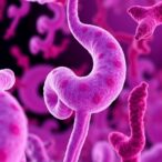 intrapartum-azithromycin’s-impact-on-early-gut-mycobiota