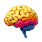 lifespan-layer-changes-in-mouse-and-human-cortex
