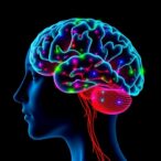 striatal-coding-shows-movement-roles-across-behaviors