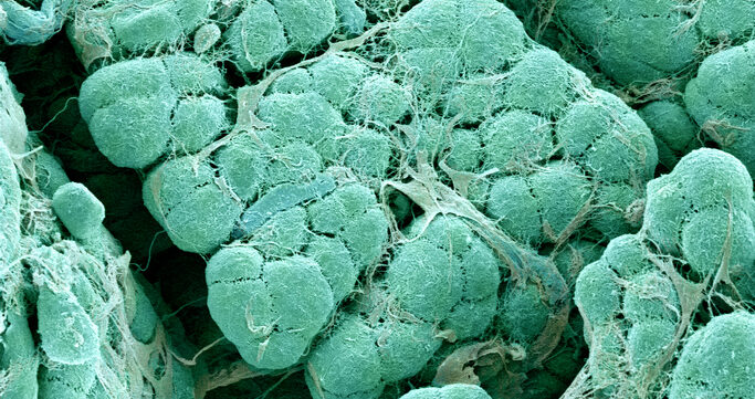oxygenated-implant-sustains-insulin-cells-in-rats,-no-immunosuppression