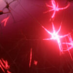 rapidly-evolving-human-genomic-region-tied-to-neural-development,-flexible-thinking
