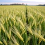 strategies-for-attaining-green-high-yields-in-winter-wheat-cultivation