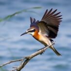 “‘use-it-or-lose-it’:-the-island-that-transformed-a-bird-species”