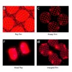 fsu-chemists-pioneer-advanced-x-ray-material,-revolutionizing-thin-film-imaging