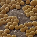 ai-designed-molecules-show-potent-activity-against-resistant-bacteria