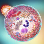 pancreatic-precancer-cells-in-mice-reveal-autophagy-defects,-protein-clumps