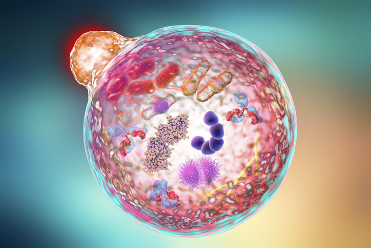 pancreatic-precancer-cells-in-mice-reveal-autophagy-defects,-protein-clumps