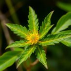comparing-bioactive-compounds-in-justicia-spicigera-extracts